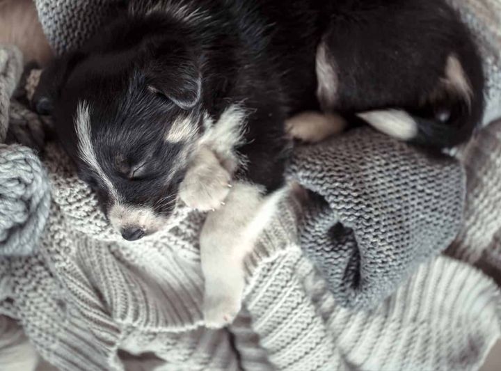 Picture of Understanding Pet Anxiety & Causes – TeleVet | Expert Veterinary Care ...